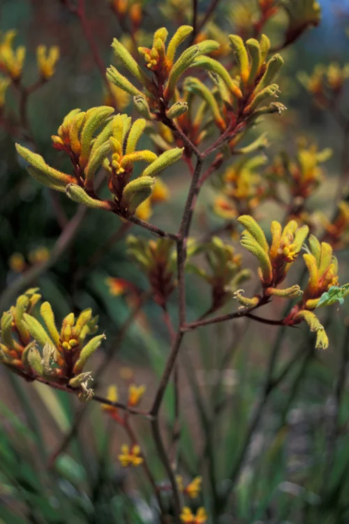 Anigozanthos