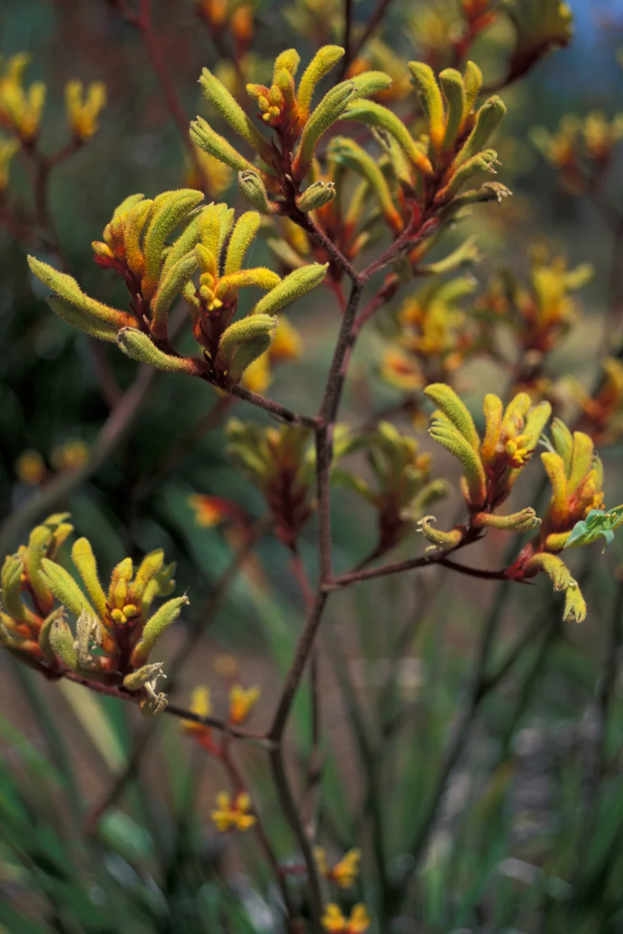 Anigozanthos