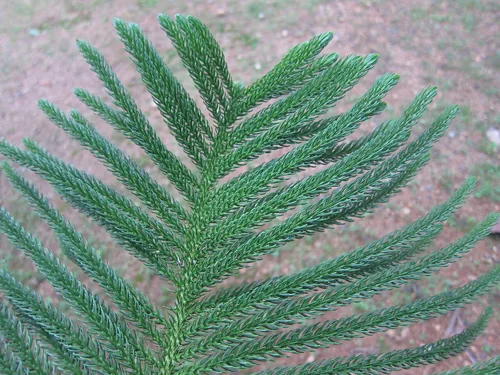 Araucaria heterophylla Hawaii