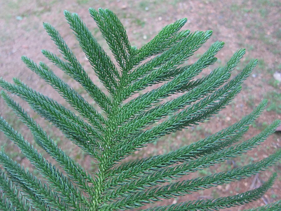 Araucaria heterophylla Hawaii