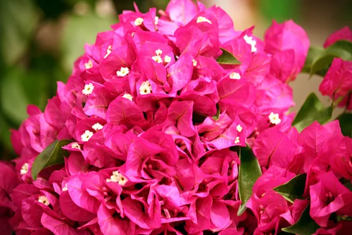 Bougainvillea