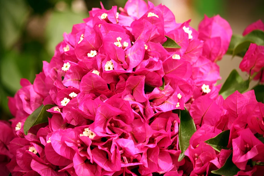 Bougainvillea
