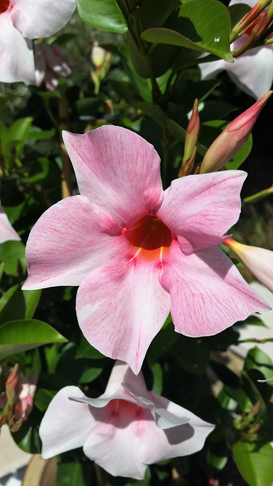 Piante ornamentali: dettaglio botanico illustrativo
