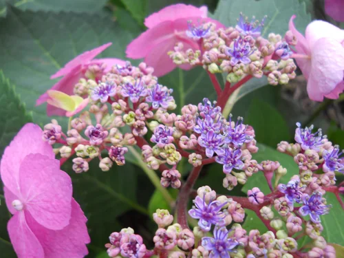 Hydrangea