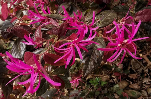 Loropetalum chinense