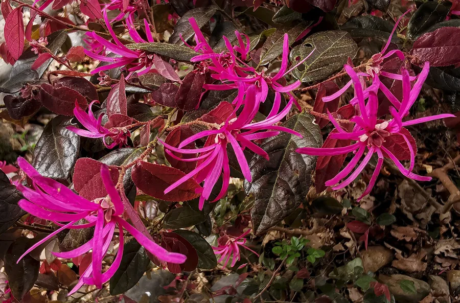 Loropetalum chinense