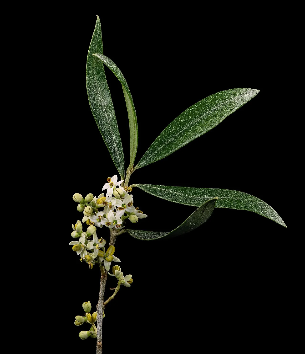 Olea europaea